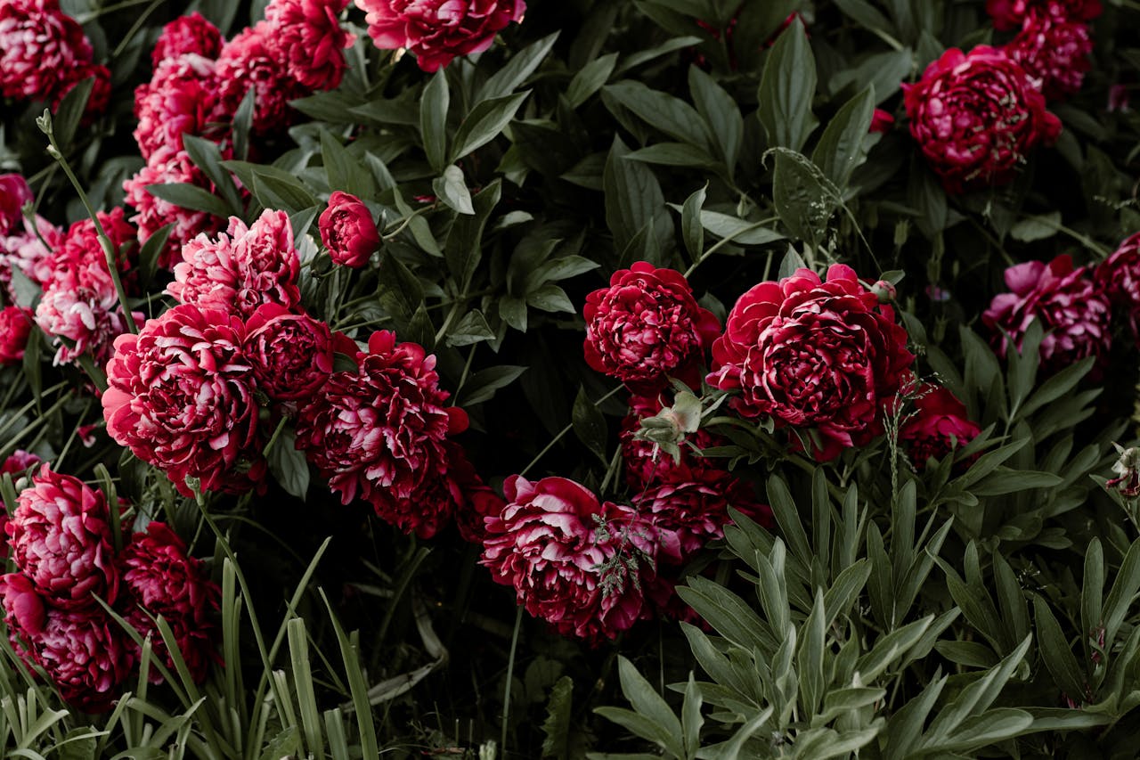 Captivating red peonies in lush bloom, showcasing vibrant petals and fresh foliage.